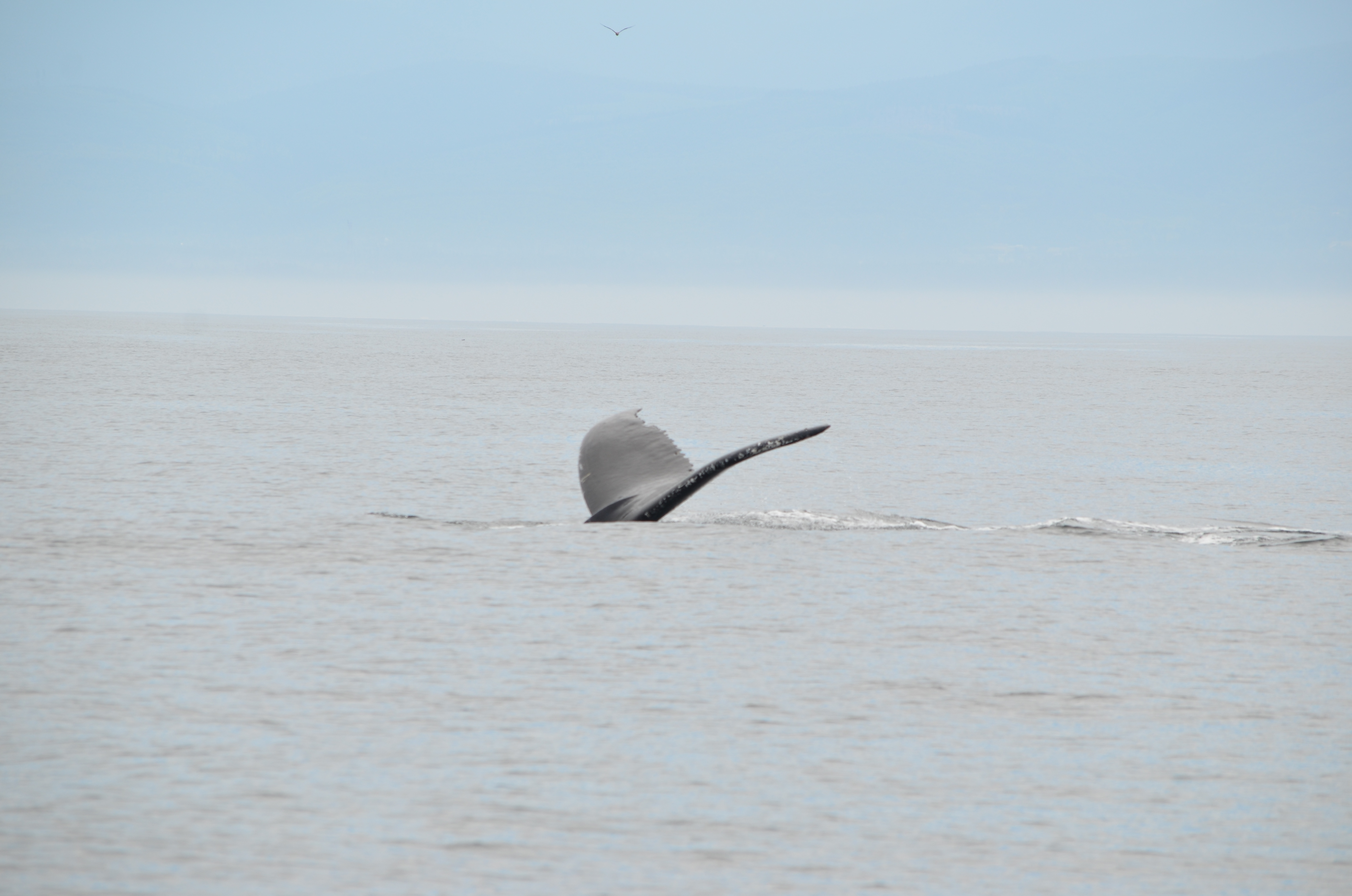 photos/wildlife/Mammal_Species/Humpback Whale/DSC_0086.JPG